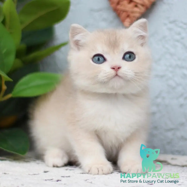 Chester British Shorthair male blue golden shaded - live animals