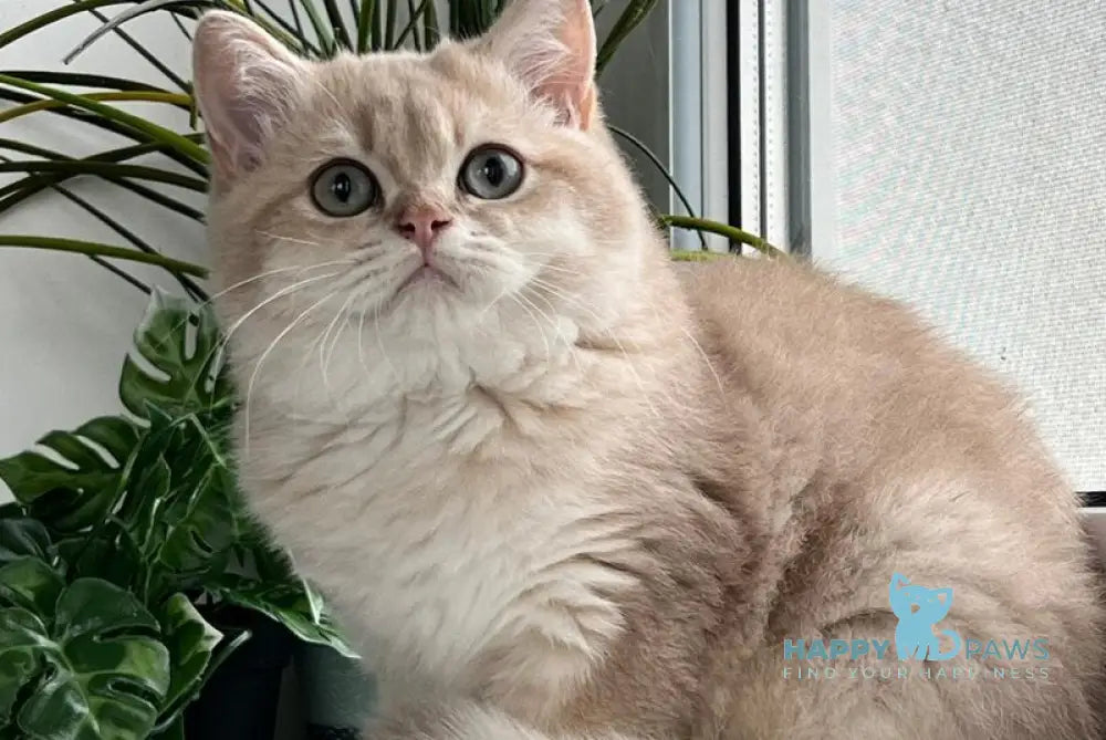 Chester British Shorthair male lilac golden shaded live animals