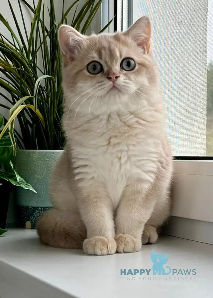 Chester British Shorthair male lilac golden shaded live animals