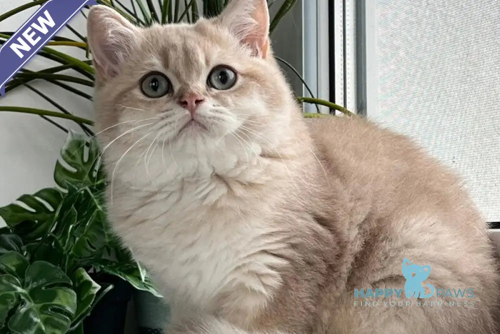 Chester British Shorthair male lilac golden shaded live animals