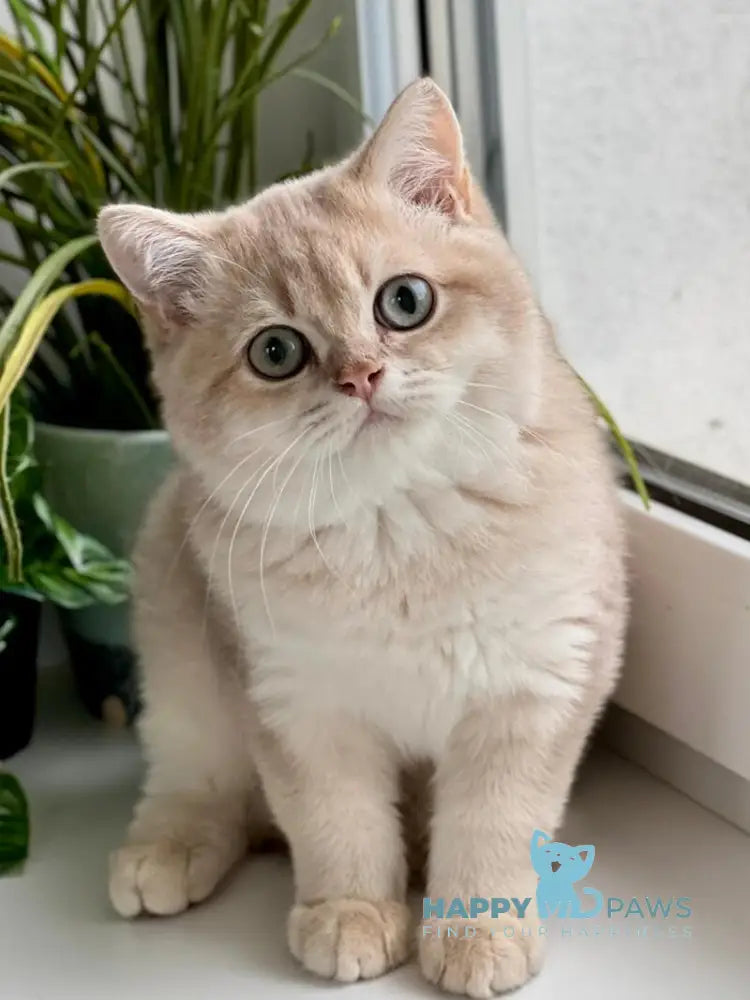 Chester British Shorthair male lilac golden shaded live animals
