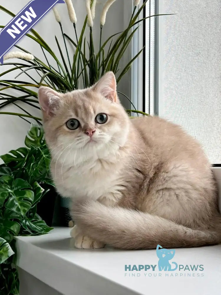 Chester British Shorthair male lilac golden shaded live animals