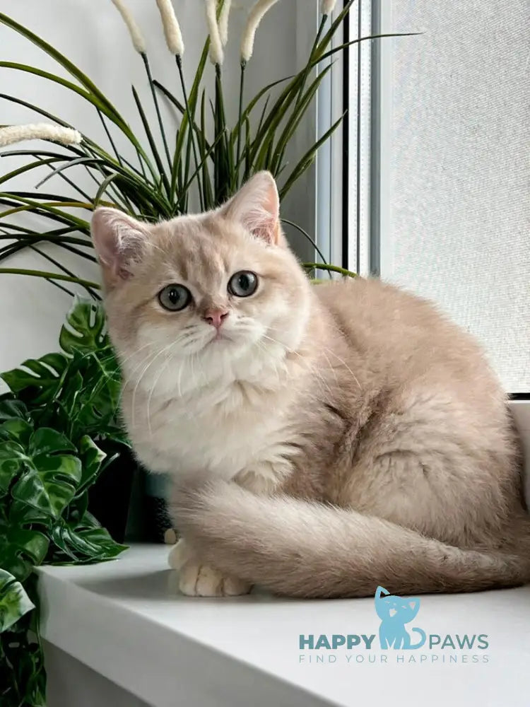 Chester British Shorthair male lilac golden shaded live animals
