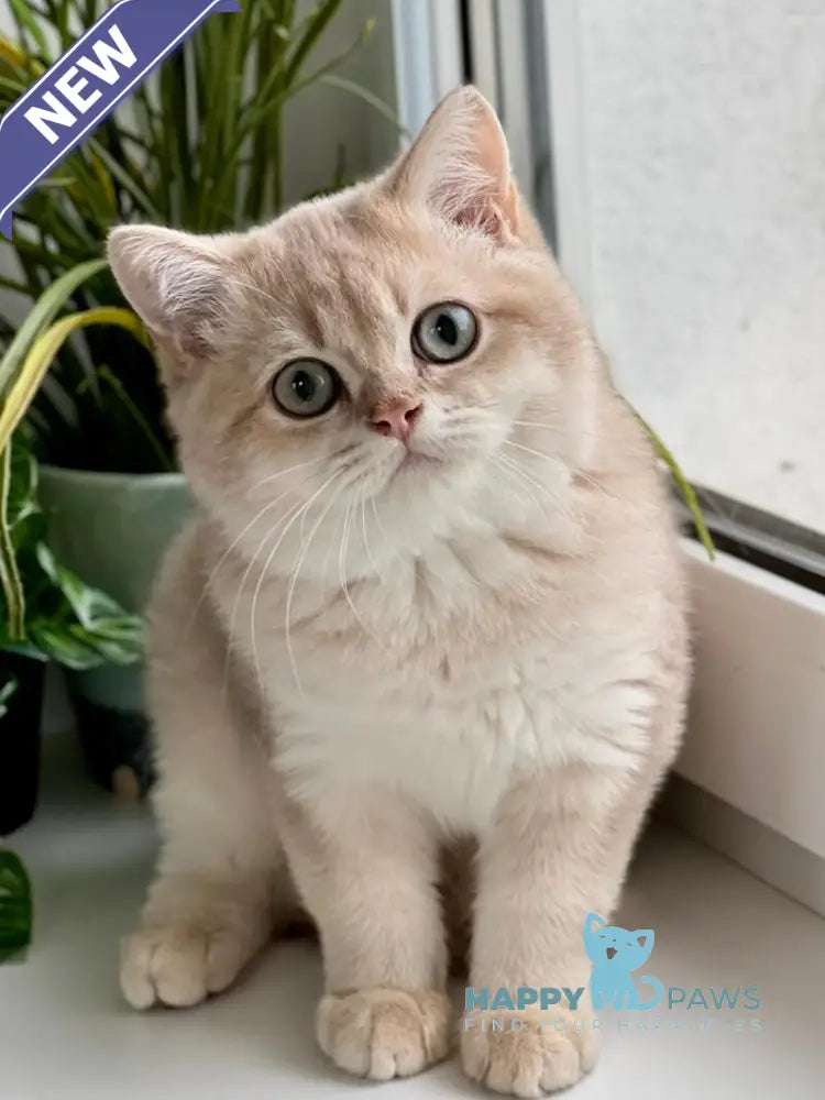 Chester British Shorthair male lilac golden shaded live animals