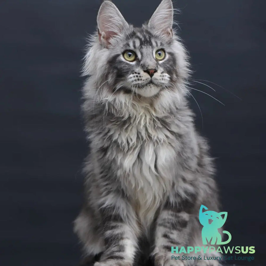Chester Maine Coon male black silver tabby - live animals
