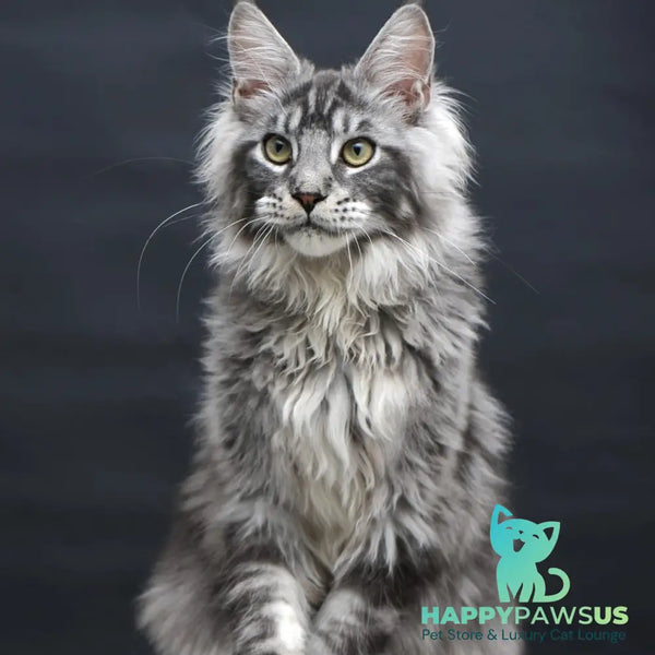 Chester Maine Coon male black silver tabby - live animals
