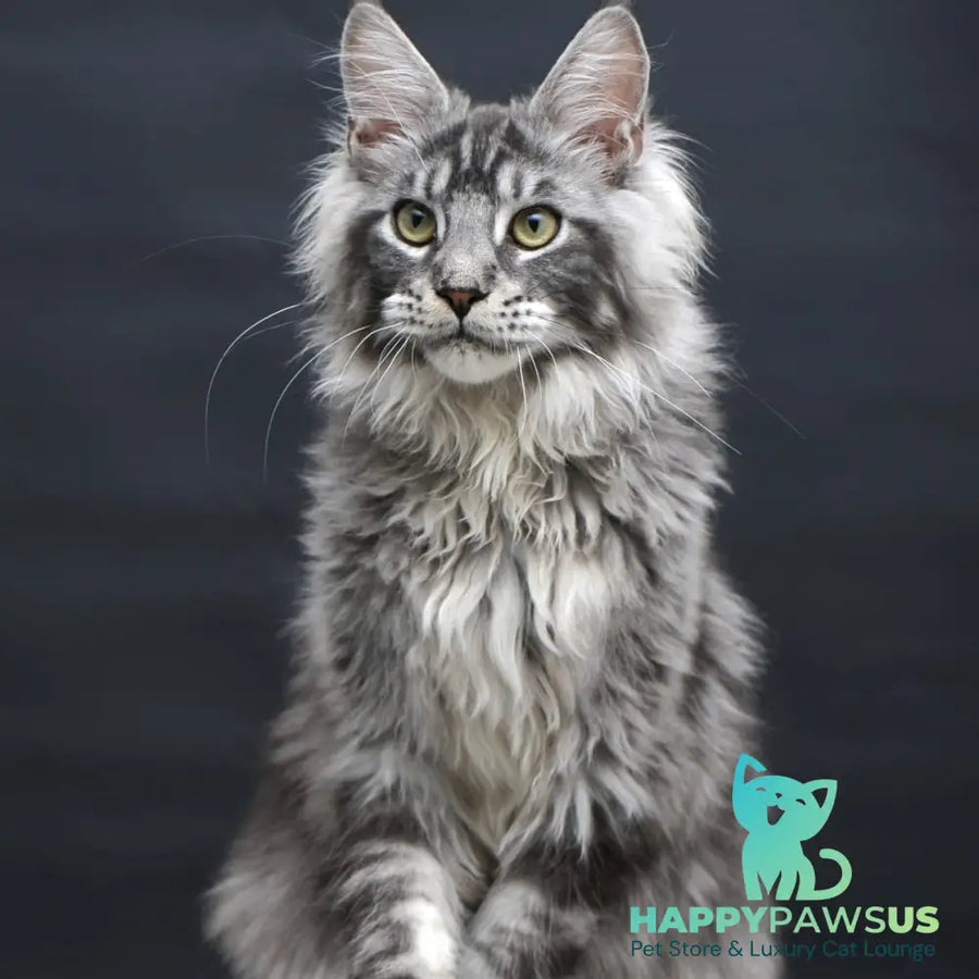 Chester Maine Coon male black silver tabby - live animals