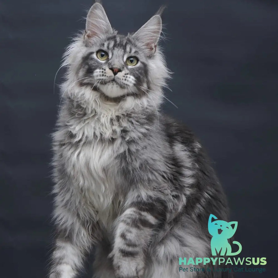 Chester Maine Coon male black silver tabby - live animals