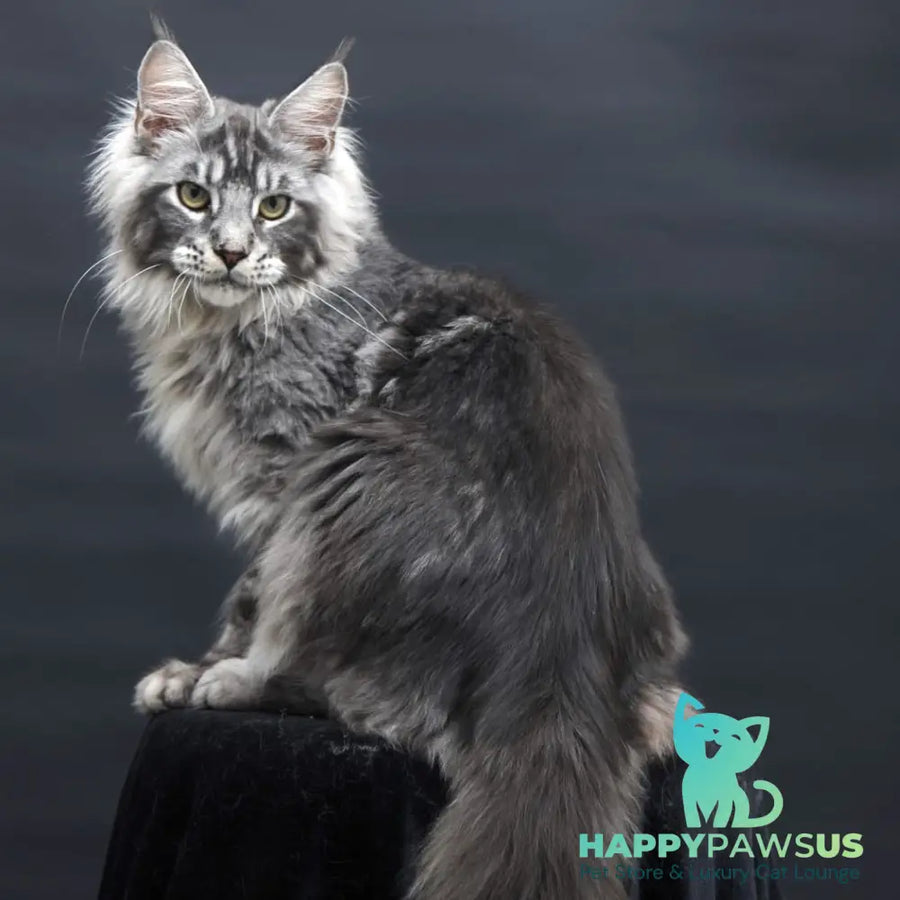 Chester Maine Coon male black silver tabby - live animals