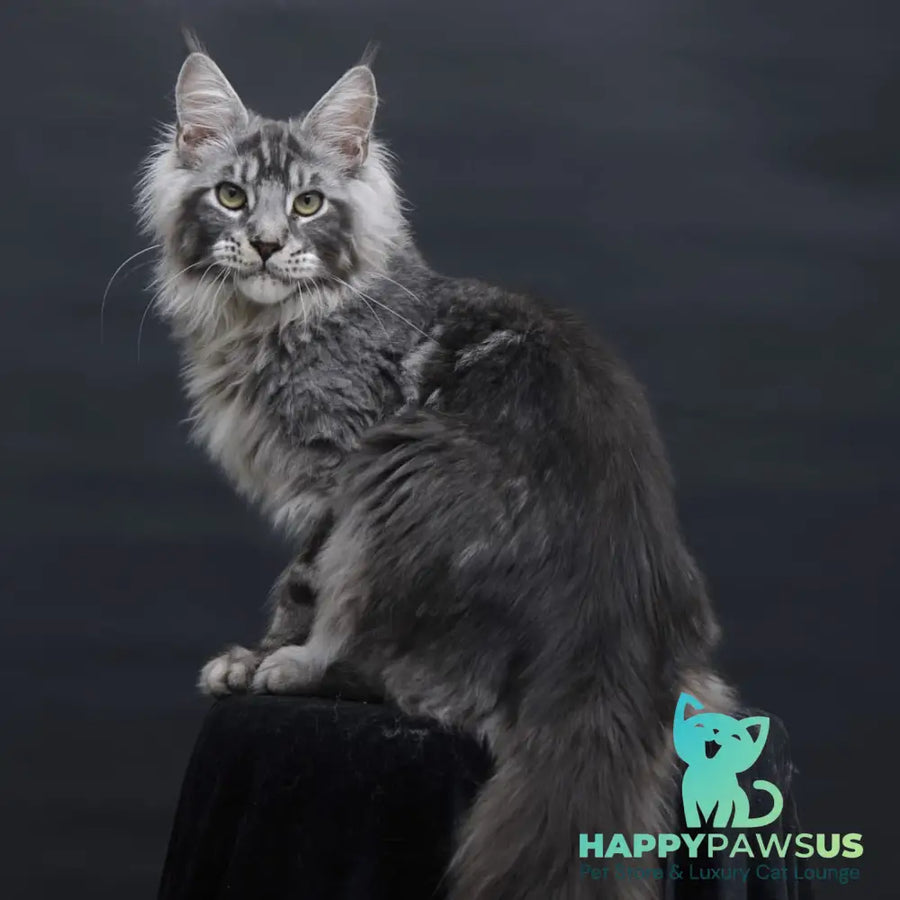 Chester Maine Coon male black silver tabby - live animals
