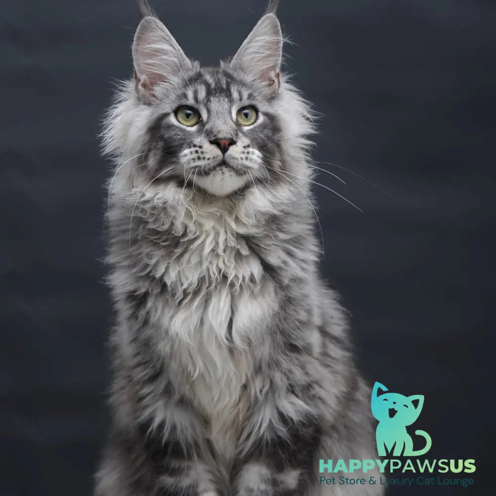 Chester Maine Coon male black silver tabby - live animals