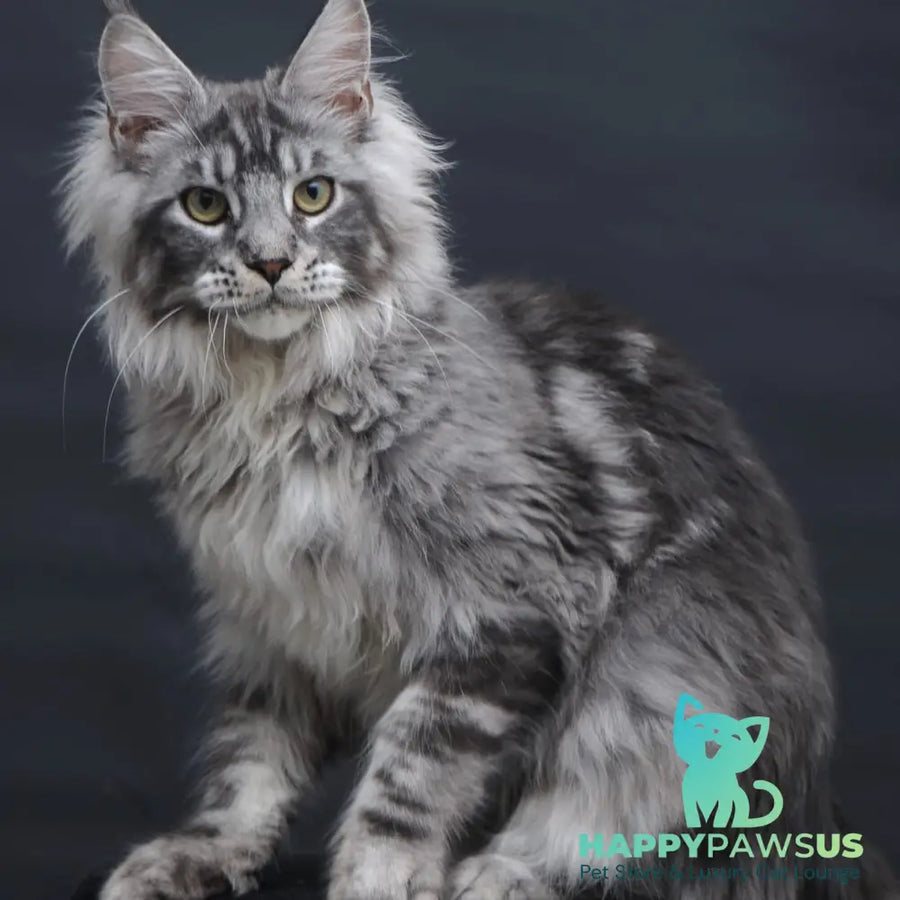 Chester Maine Coon male black silver tabby - live animals
