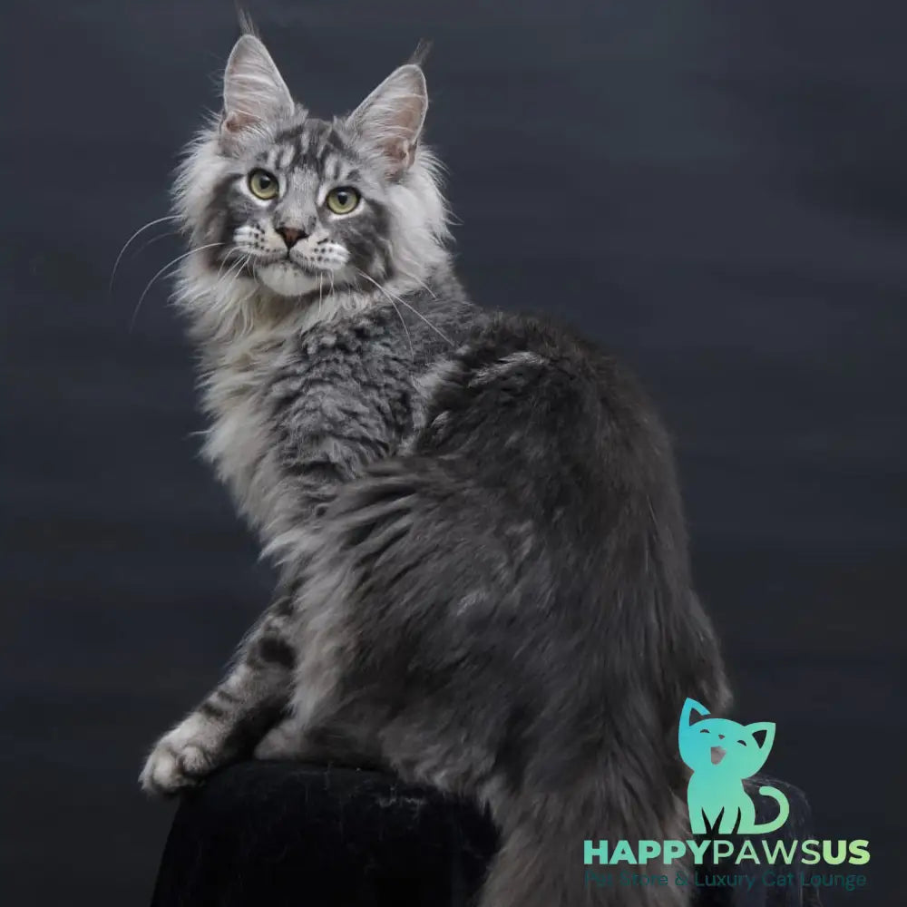 Chester Maine Coon male black silver tabby - live animals