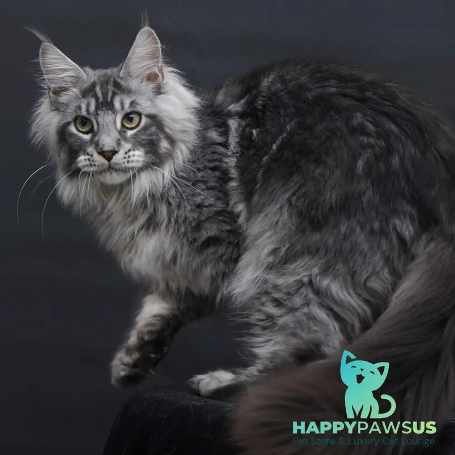 Chester Maine Coon male black silver tabby - live animals