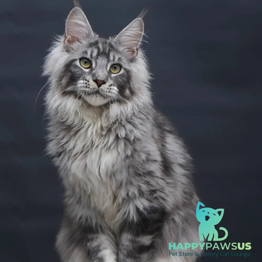 Chester Maine Coon male black silver tabby - live animals