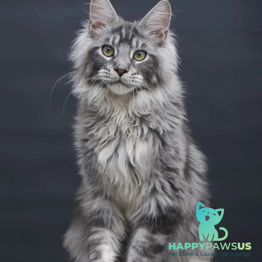 Chester Maine Coon male black silver tabby - live animals