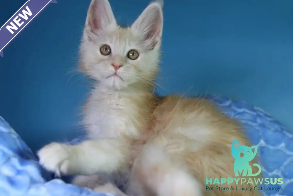 Chester Maine Coon male red silver - live animals