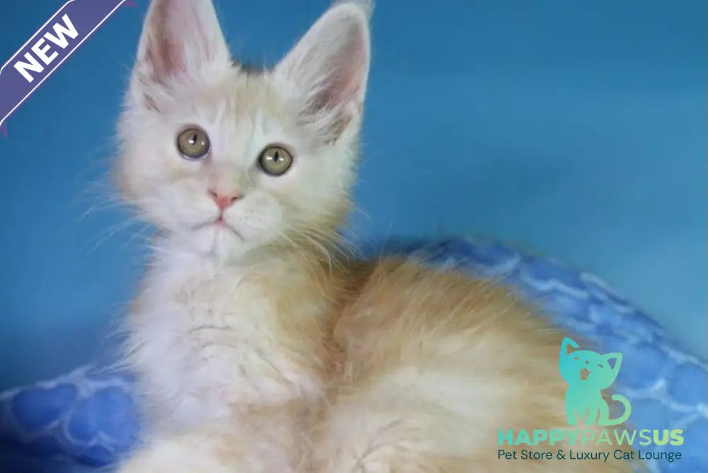 Chester Maine Coon male red silver - live animals