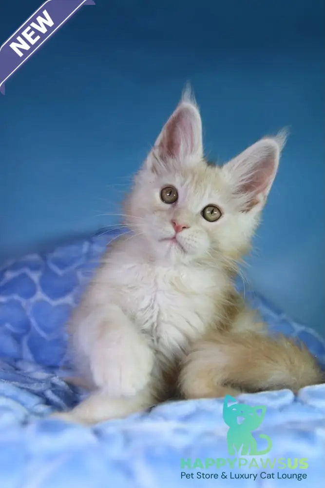 Chester Maine Coon male red silver - live animals