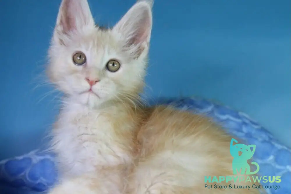 Chester Maine Coon male red silver - live animals