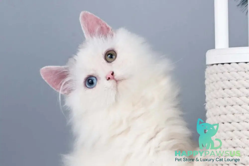 Chester Munchkin male blue harlequin live animals