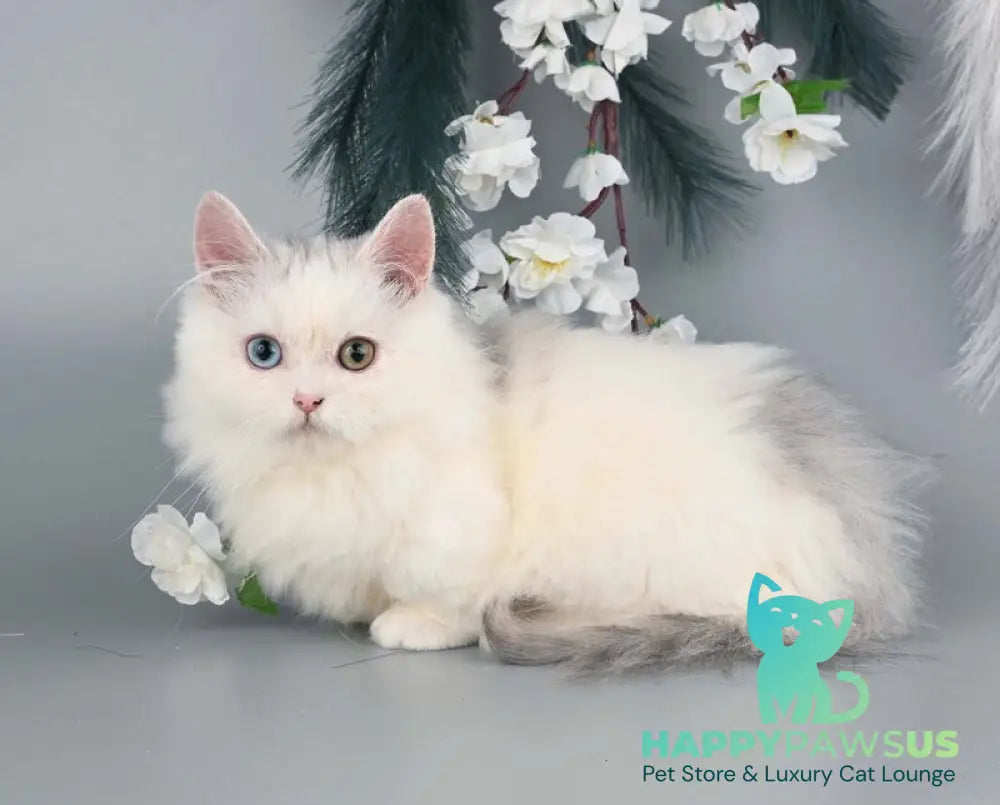 Chester Munchkin male blue harlequin live animals