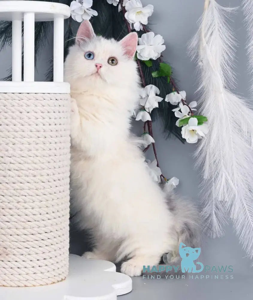 Chester Munchkin male blue harlequin live animals