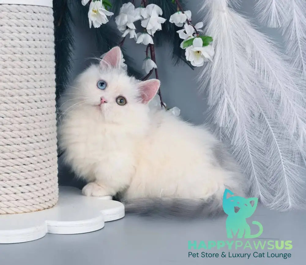 Chester Munchkin male blue harlequin live animals