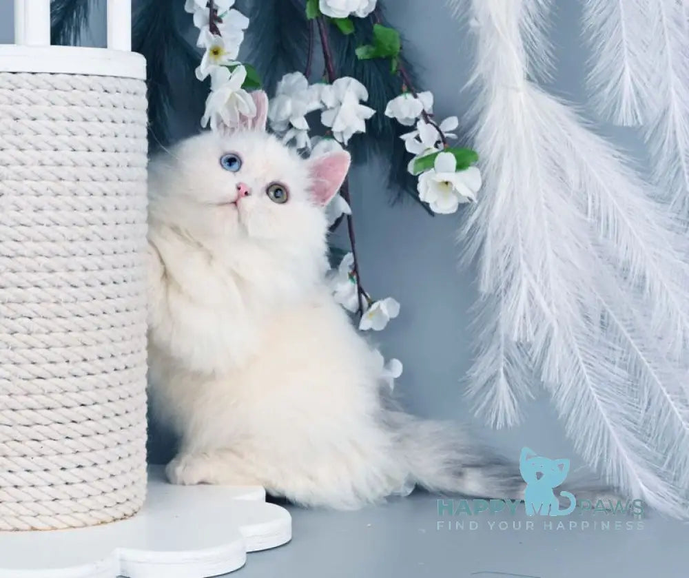 Chester Munchkin male blue harlequin live animals