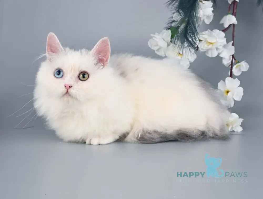 Chester Munchkin male blue harlequin live animals