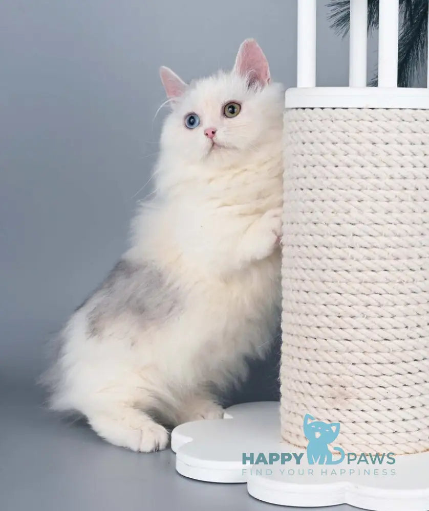 Chester Munchkin male blue harlequin live animals