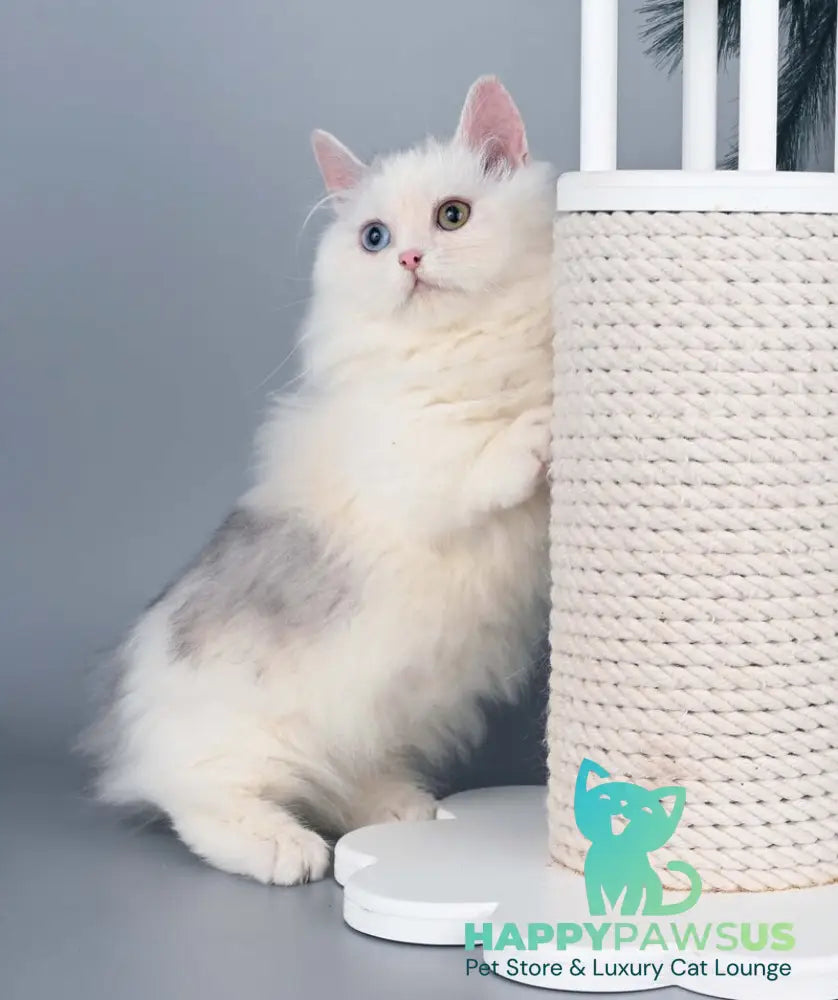 Chester Munchkin male blue harlequin live animals