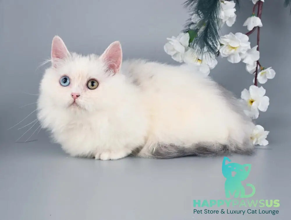 Chester Munchkin male blue harlequin live animals