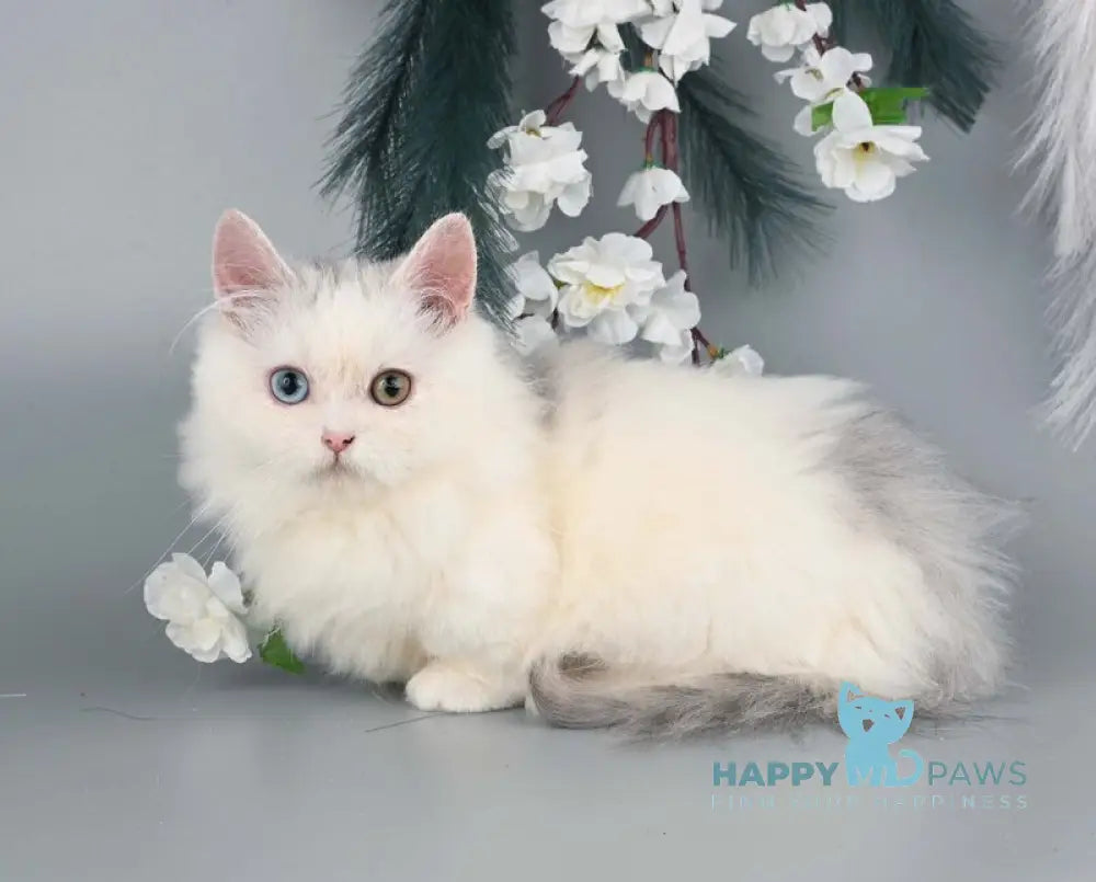 Chester Munchkin male blue harlequin live animals