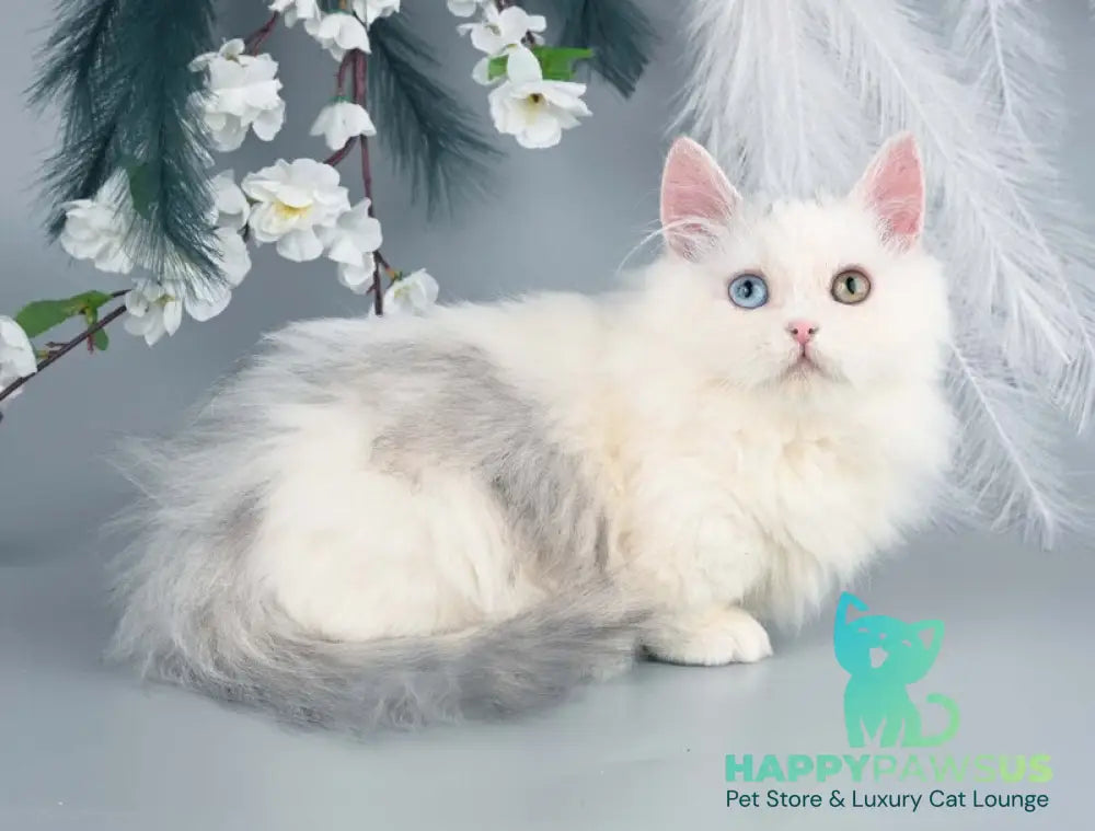 Chester Munchkin male blue harlequin live animals