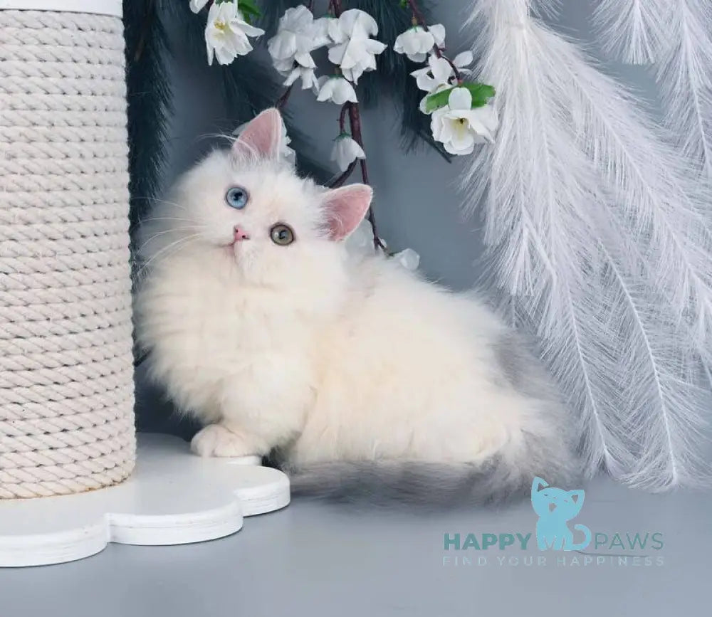 Chester Munchkin male blue harlequin live animals