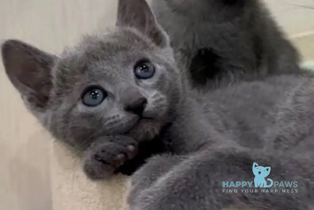 Chester Russian Blue male blue live animals