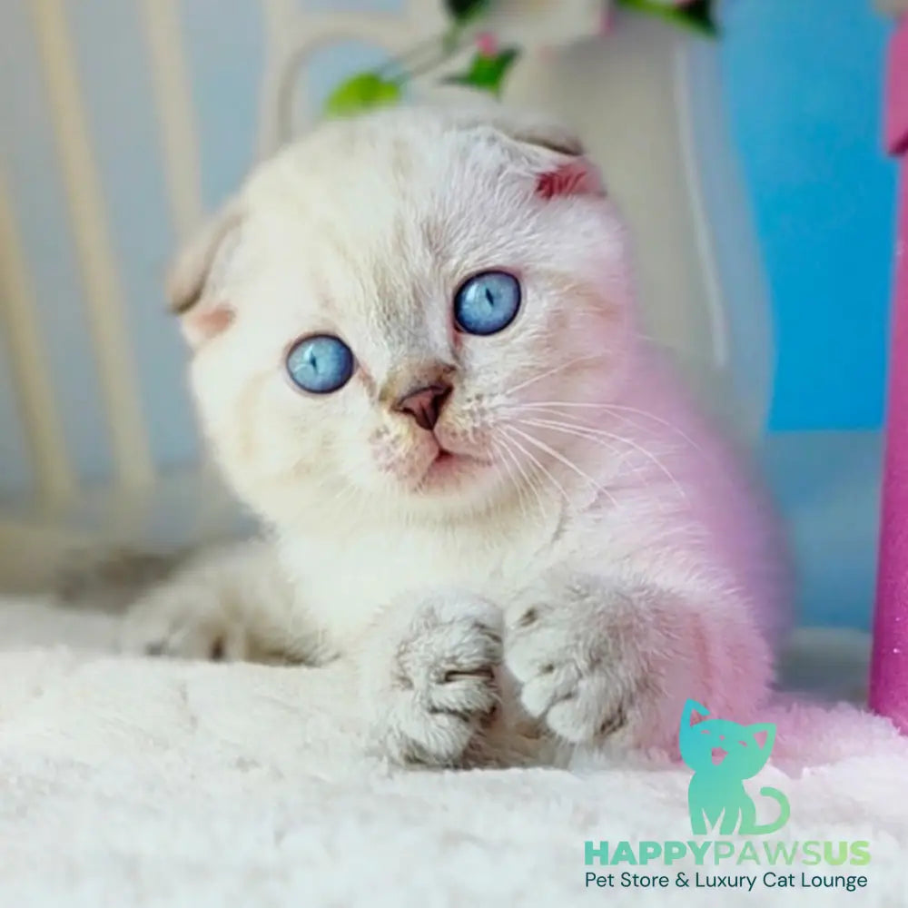 Chester Scottish Fold male chocolate tabby pointed - live animals