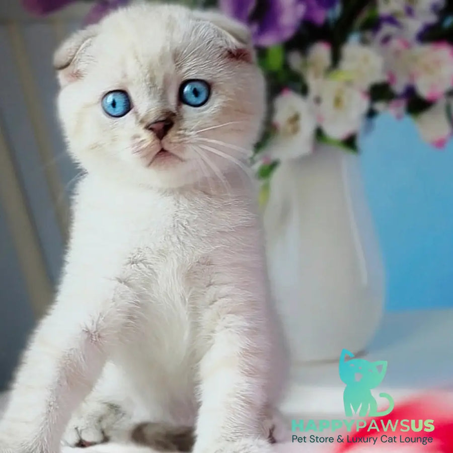 Chester Scottish Fold male chocolate tabby pointed - live animals