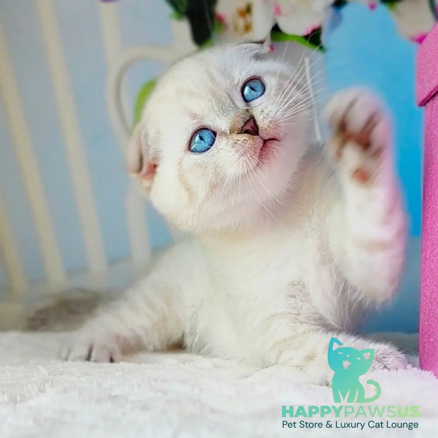 Chester Scottish Fold male chocolate tabby pointed - live animals
