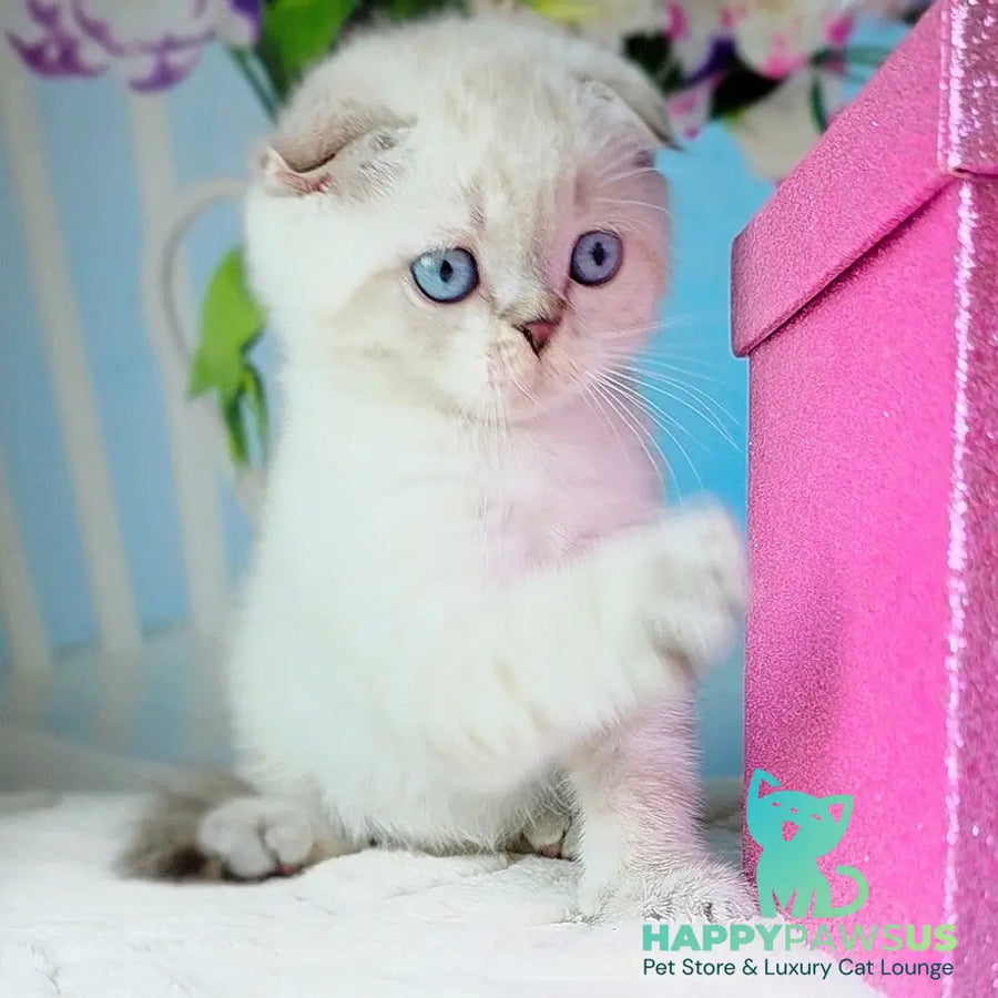 Chester Scottish Fold male chocolate tabby pointed - live animals