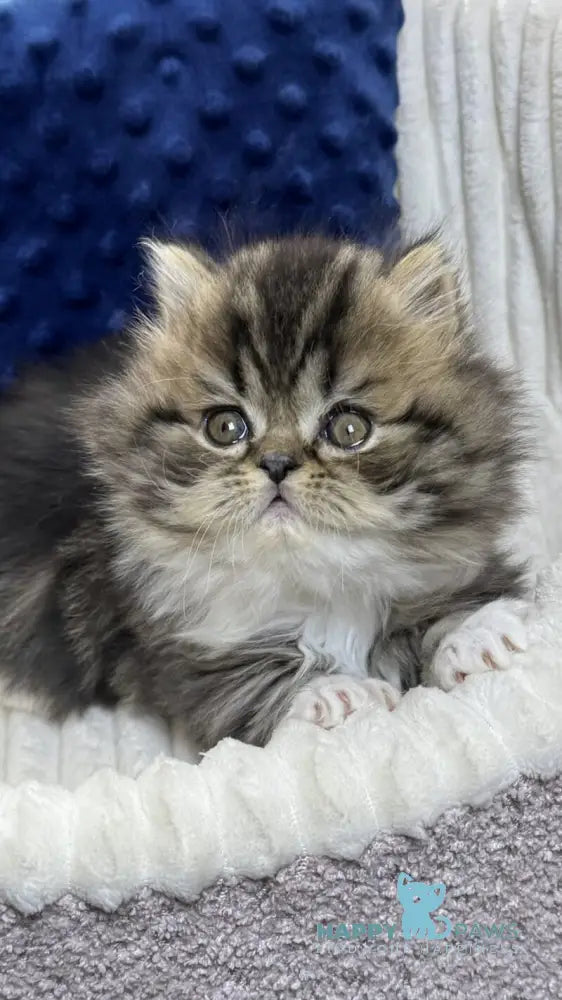 Chico Scottish Straight male black spotted tabby bicolour live animals