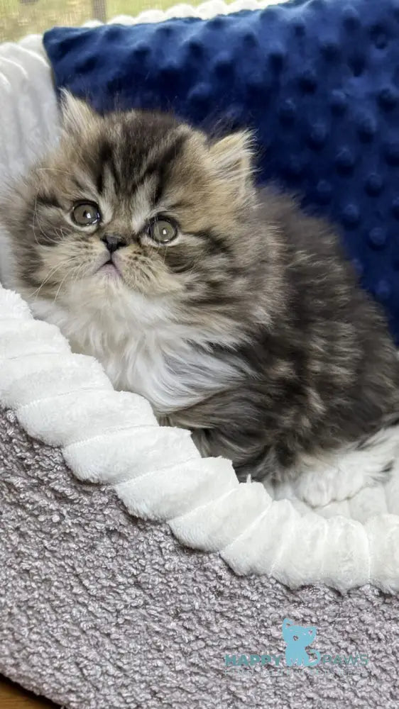 Chico Scottish Straight male black spotted tabby bicolour live animals