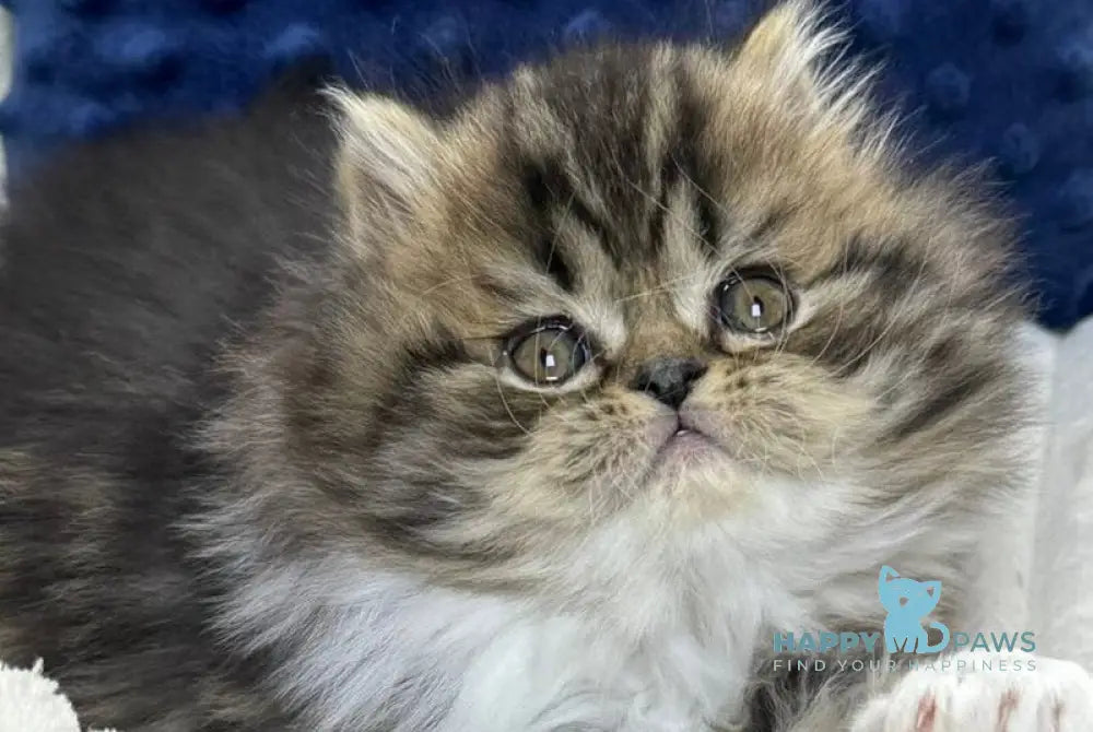 Chico Scottish Straight male black spotted tabby bicolour live animals