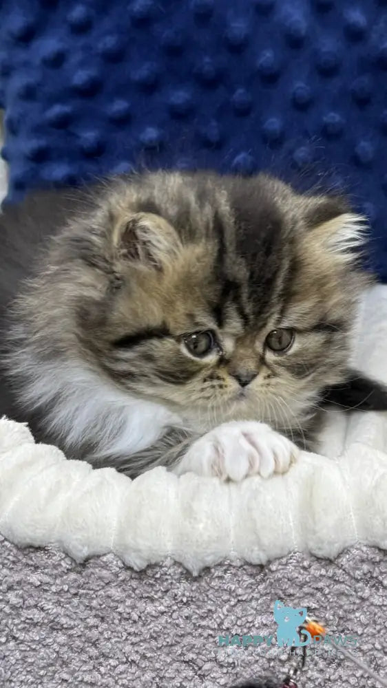 Chico Scottish Straight male black spotted tabby bicolour live animals