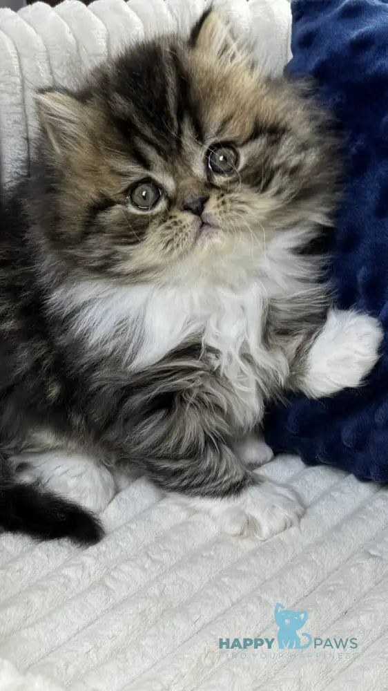 Chico Scottish Straight male black spotted tabby bicolour live animals