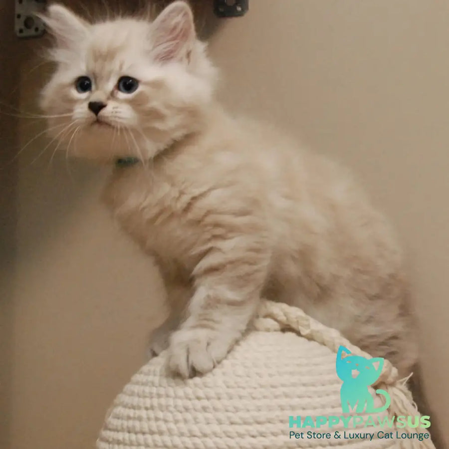 Chico Siberian male blue tabby pointed - live animals