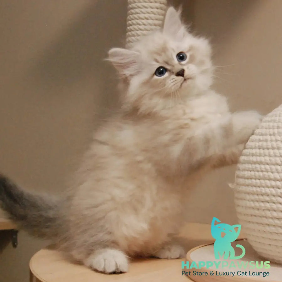 Chico Siberian male blue tabby pointed - live animals
