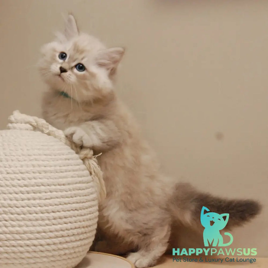 Chico Siberian male blue tabby pointed - live animals