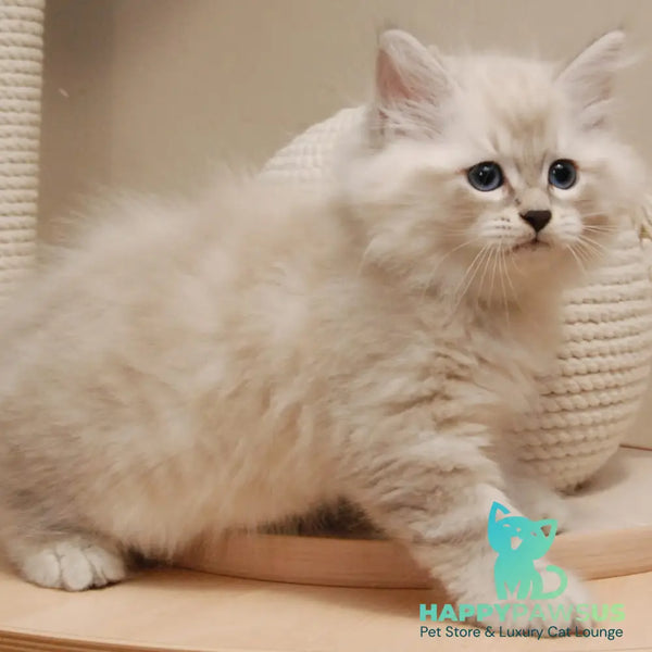 Chico Siberian male blue tabby pointed - live animals